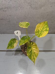 Alocasia Wentii Sunset Aurea