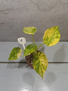 Alocasia Wentii Zonsondergang Aurea
