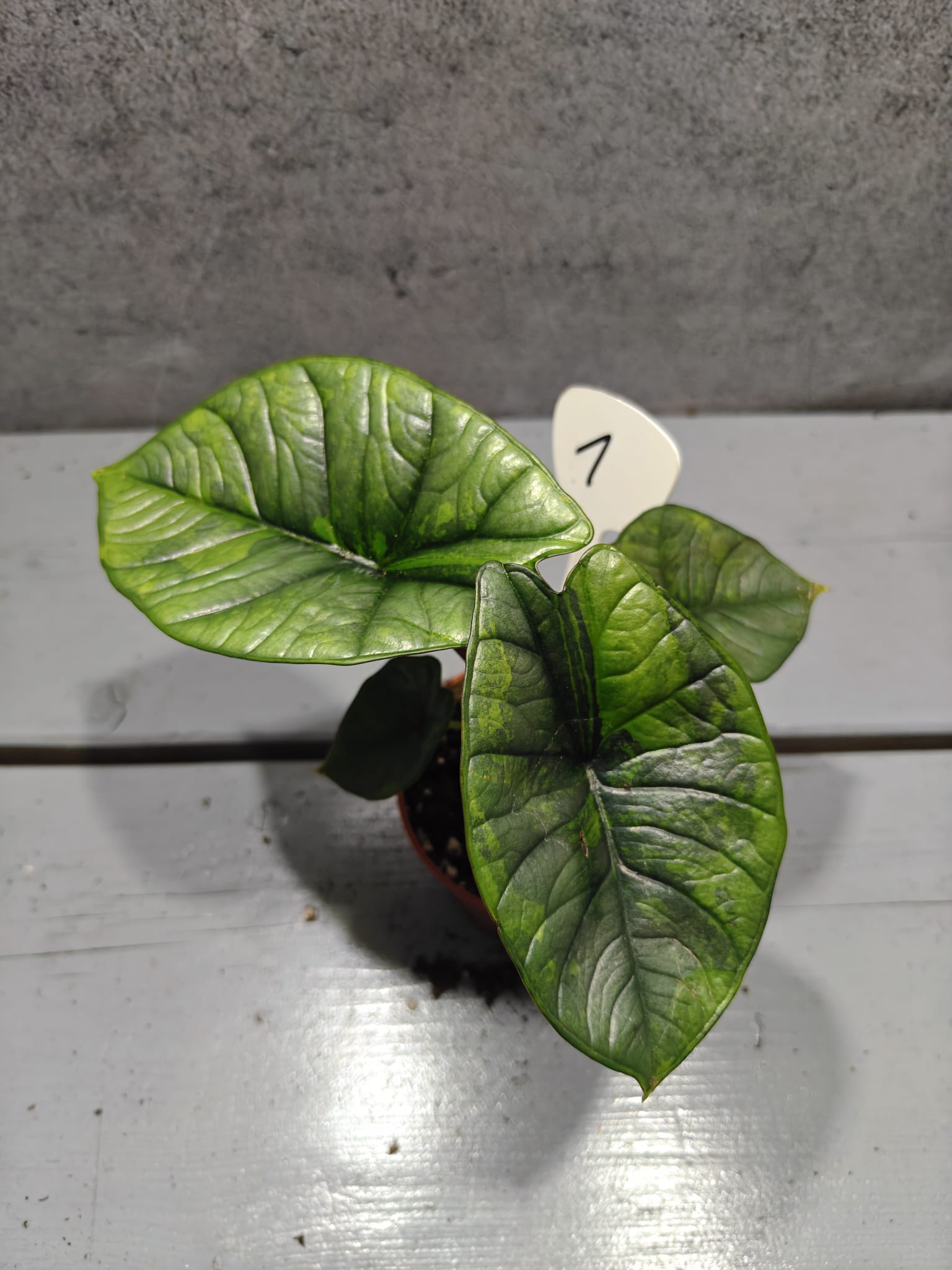 Alocasia Platinum Aurea Alocasia Platinum Aurea