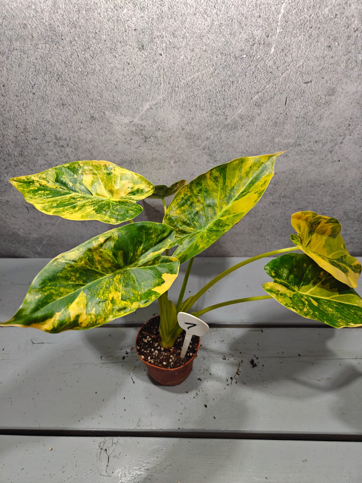 Alocasia Wentii Sunset Aurea Alocasia Wentii Sunset Aurea