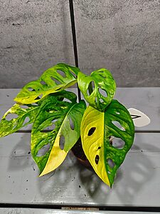Monstera Adansonii Aurea