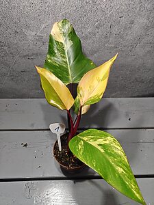 Philodendron Strawberry Shake