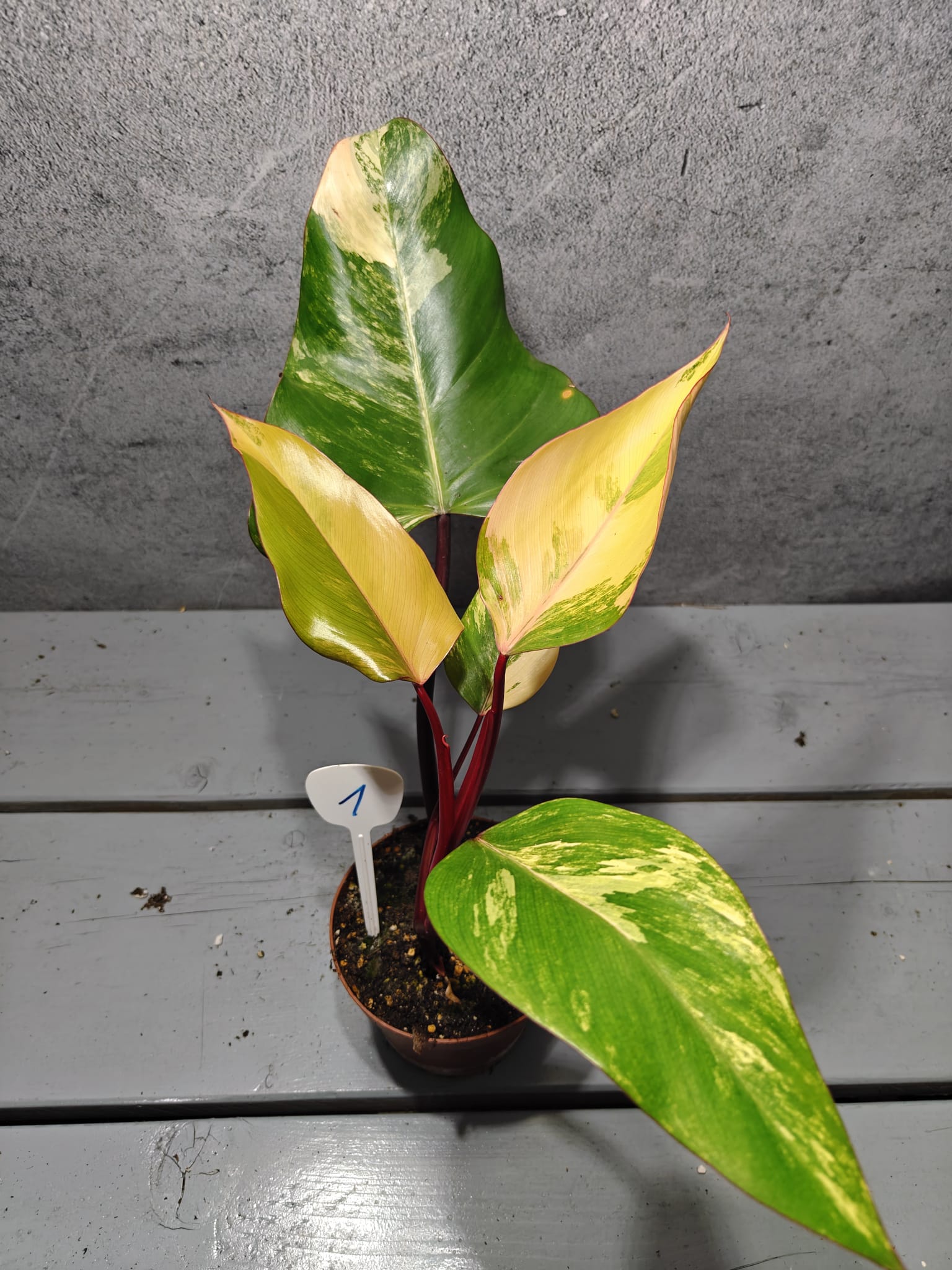 Philodendron Strawberry Shake Philodendron Strawberry Shake