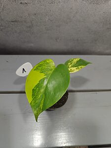 Monstera Yellow Marilyn Variegata
