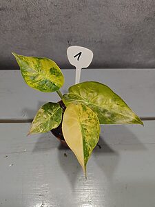 Alocasia Wentii Sunset Aurea