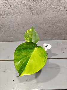 Monstera Yellow Marilyn Variegata