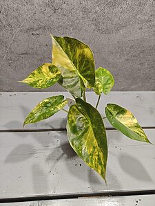 Alocasia Wentii Sunset Aurea