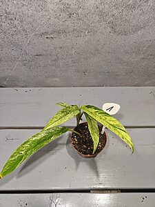Rhaphidophora Puberula Variegata