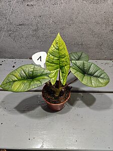 Alocasia Platinum Aurea