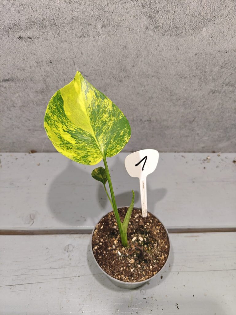 Monstera Yellow Marilyn Variegata