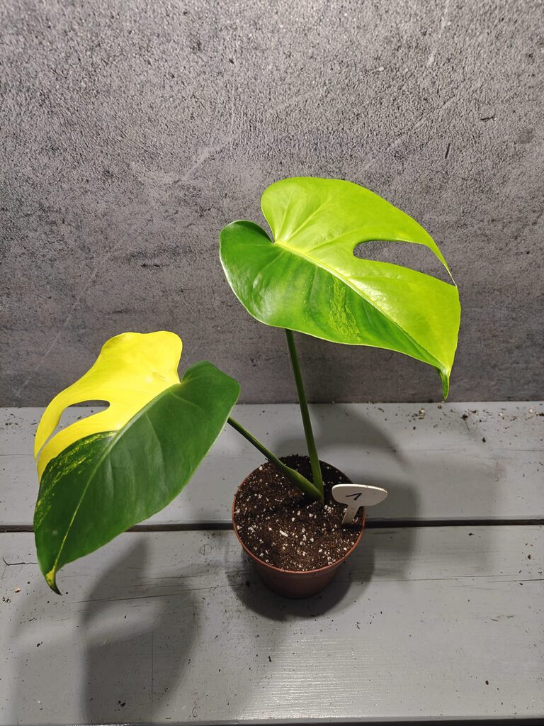 Monstera Yellow Marilyn Variegata