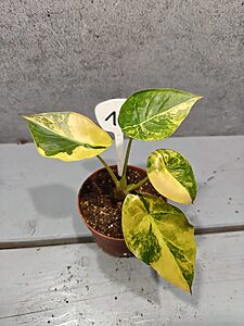 Alocasia Wentii Sunset Aurea