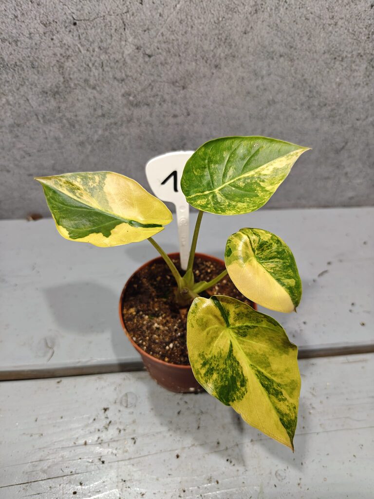 Alocasia Wentii Sunset Aurea