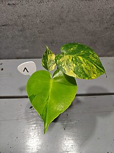 Monstera Yellow Marilyn Variegata