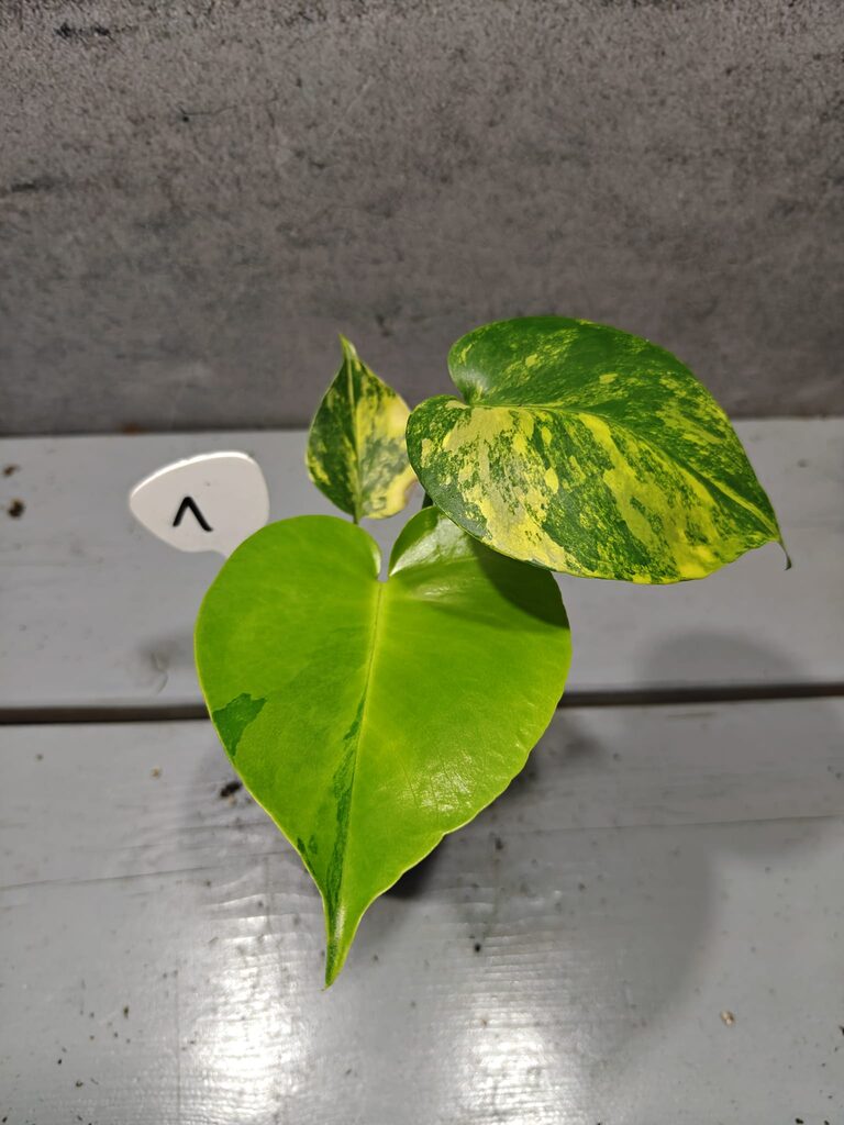 Monstera Yellow Marilyn Variegata