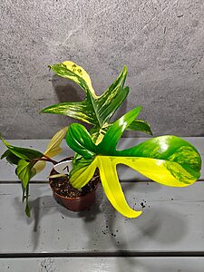 Philodendron Florida Beauty
