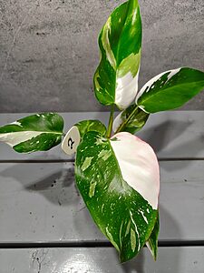 Philodendron White Princess