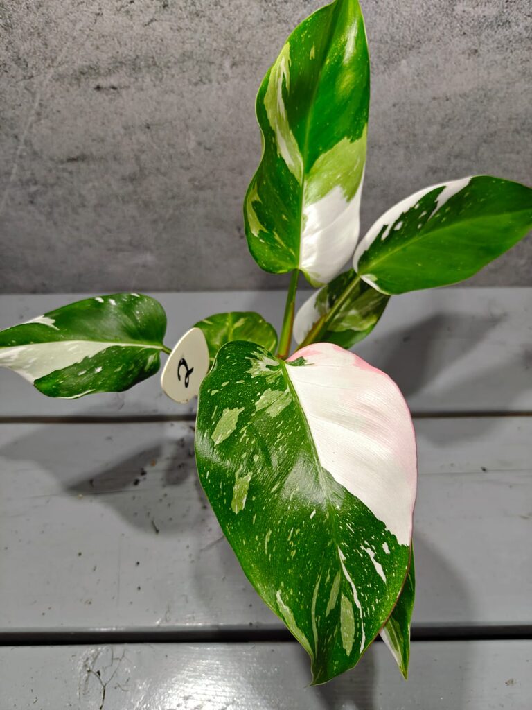 Philodendron White Princess