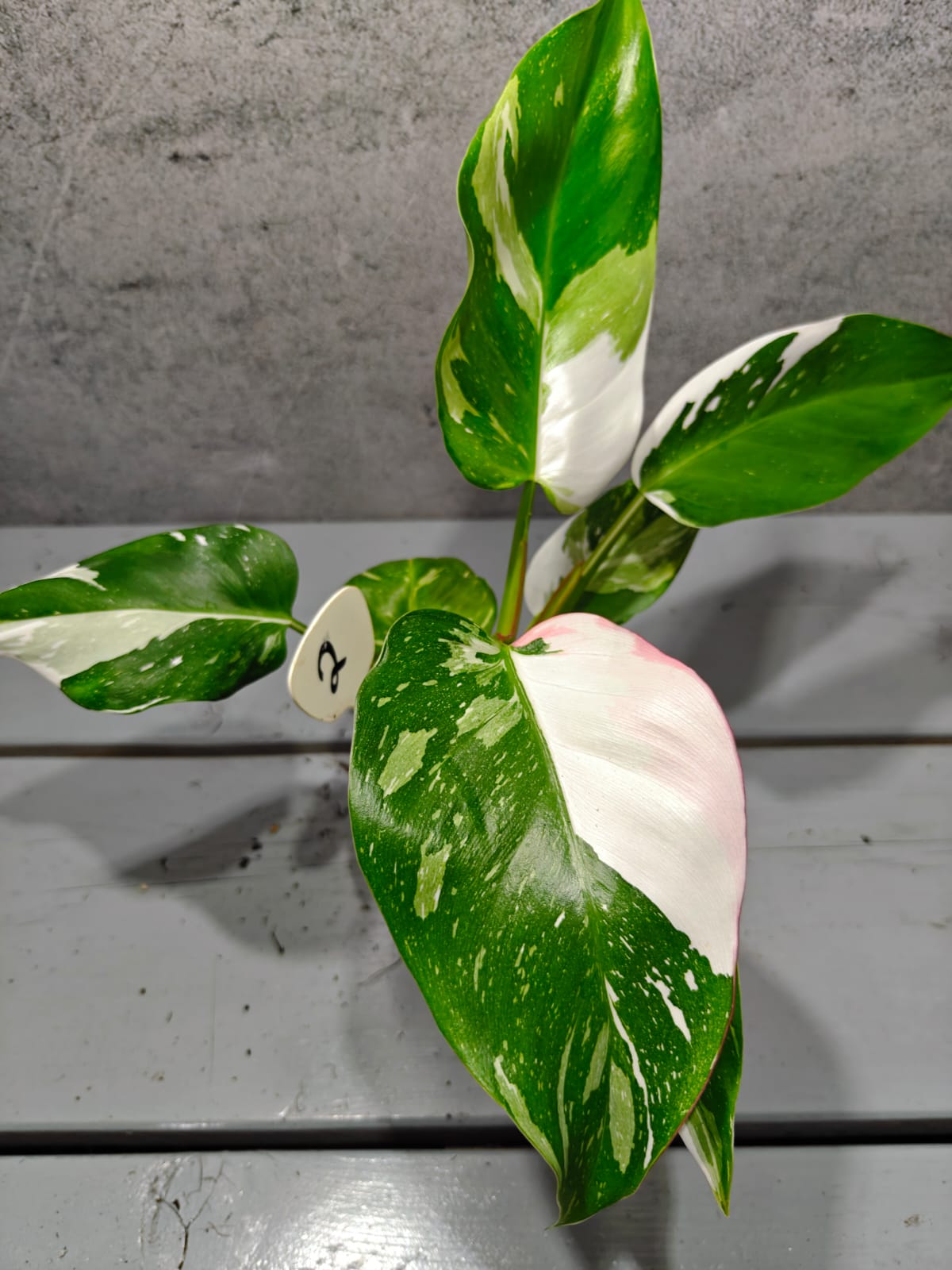 Philodendron White Princess