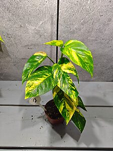 Epipremnum Pinnatum Aurea Sunburst