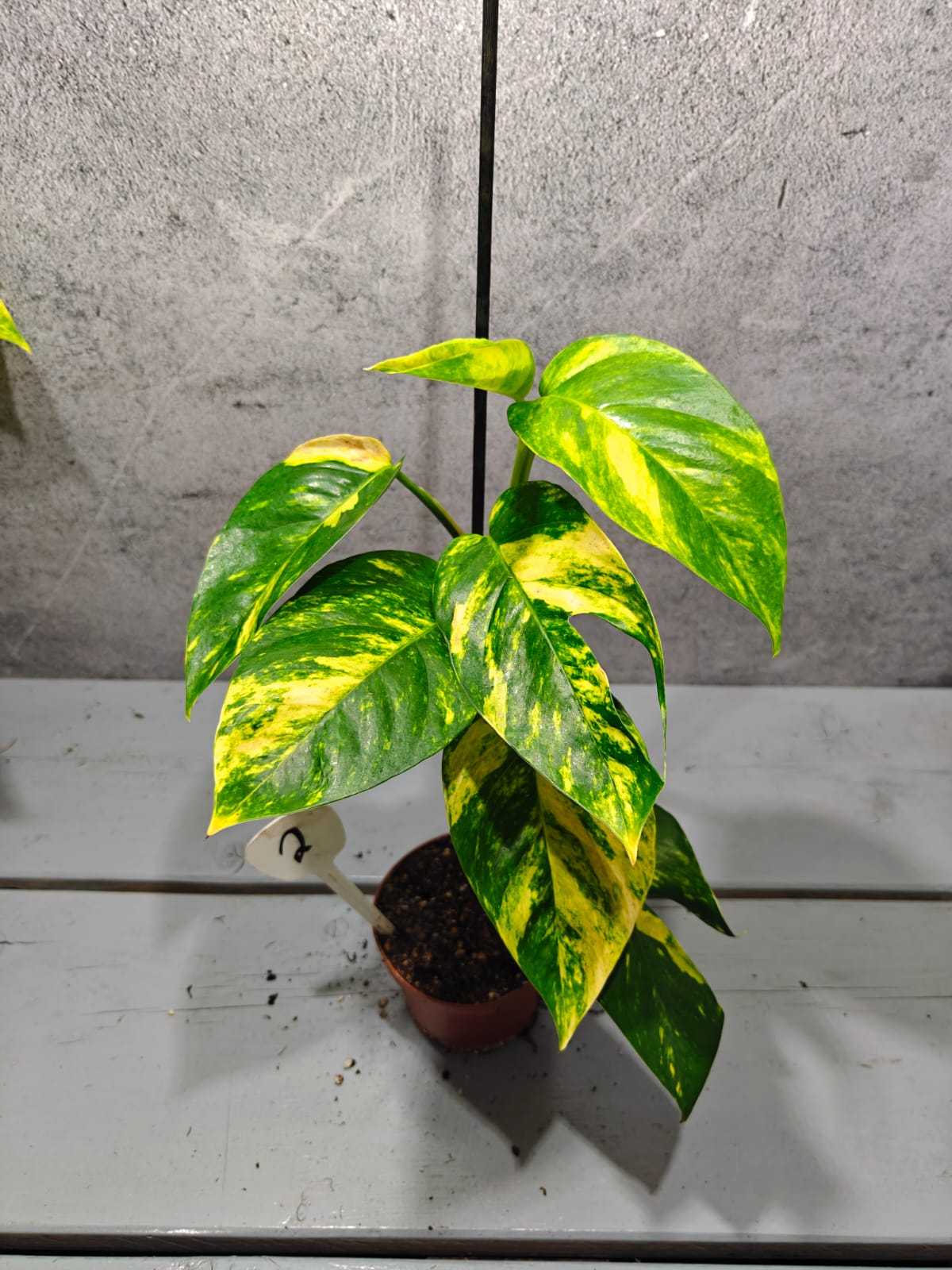 Epipremnum Pinnatum Aurea Sunburst Epipremnum Pinnatum Aurea Sunburst