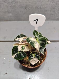 Alocasia Heart Balloon Variegata