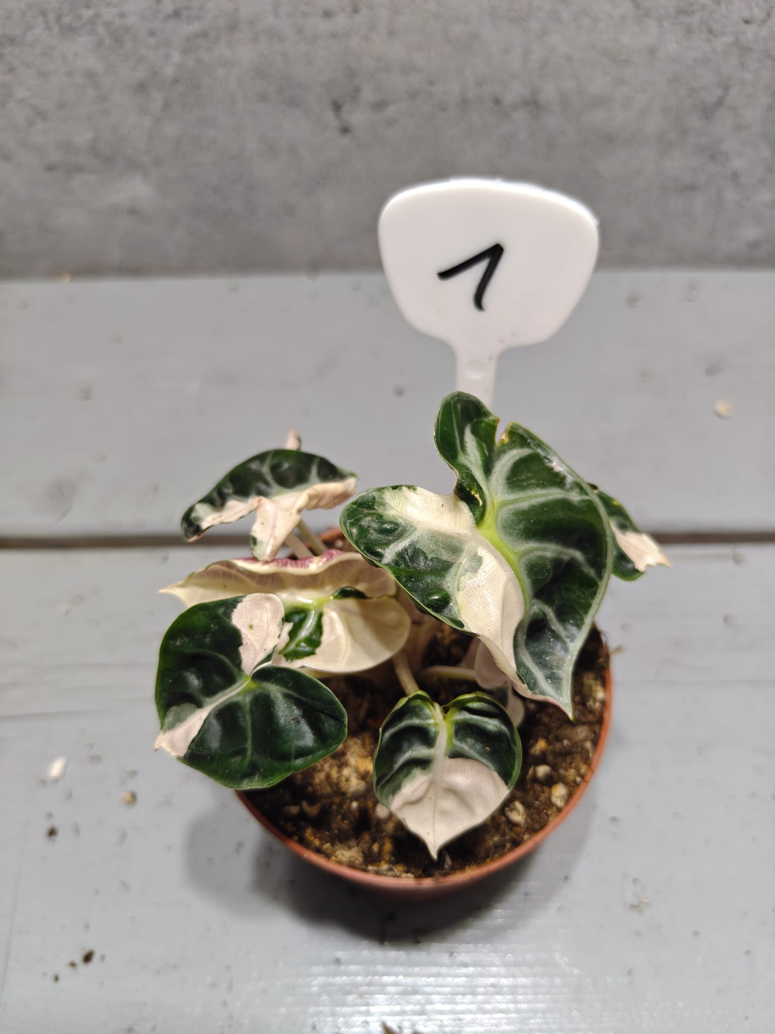 Alocasia Heart Balloon Variegata Alocasia Heart Balloon Variegata