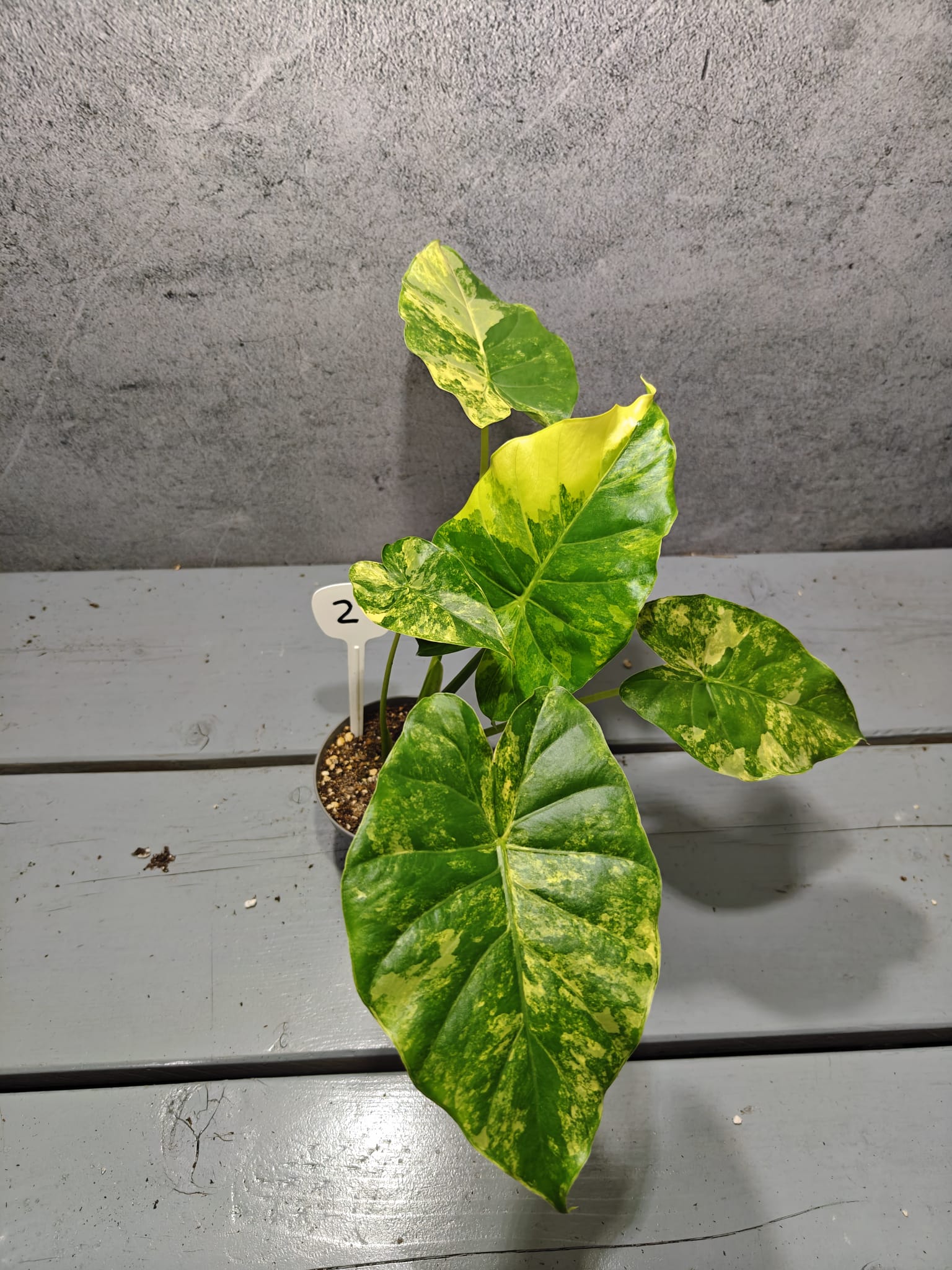 Alocasia Gageana Aurea Alocasia Gageana Aurea