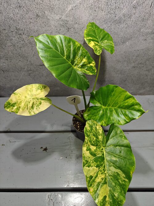 Mr. Plants - Alocasia Gageana Aurea