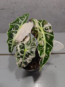 Alocasia Polly Pink 'Snowflake'