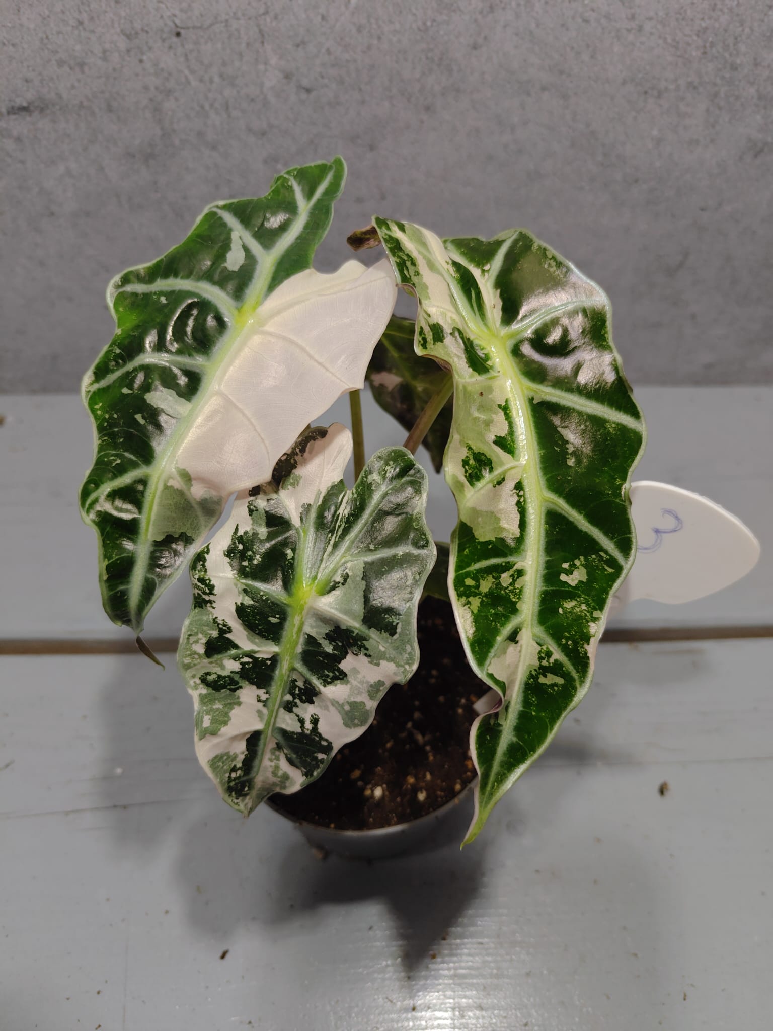 Alocasia Polly Pink 'Snowflake'