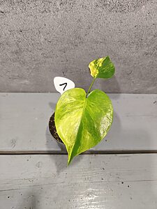 Monstera Yellow Marilyn Variegata