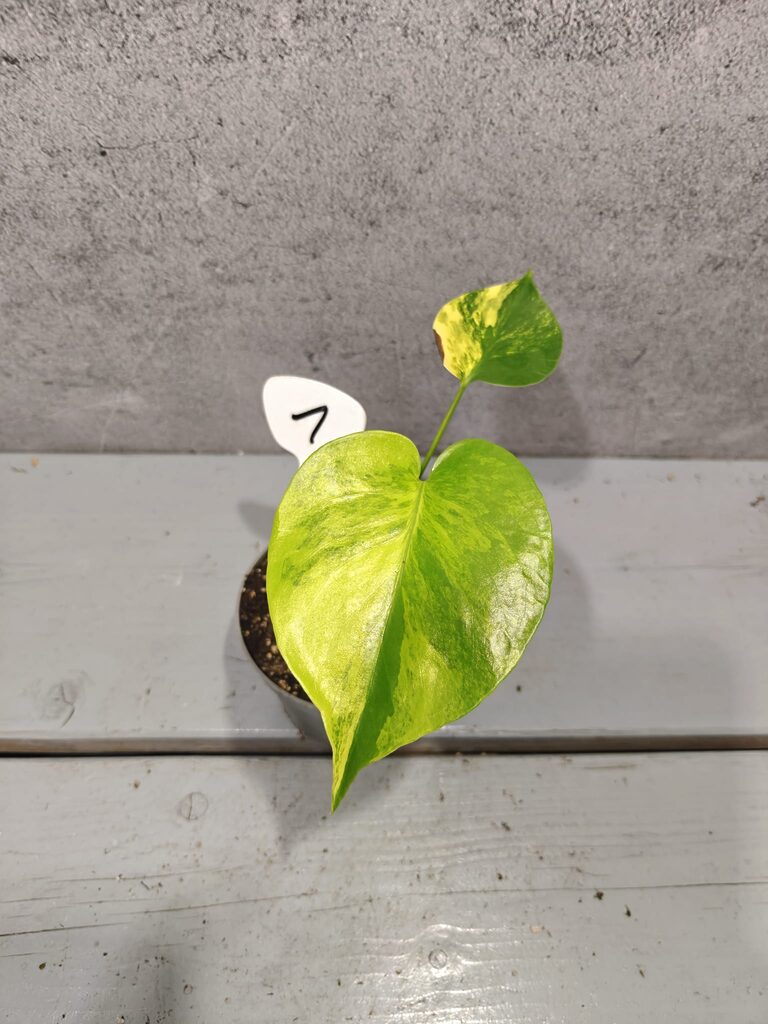 Monstera Yellow Marilyn Variegata