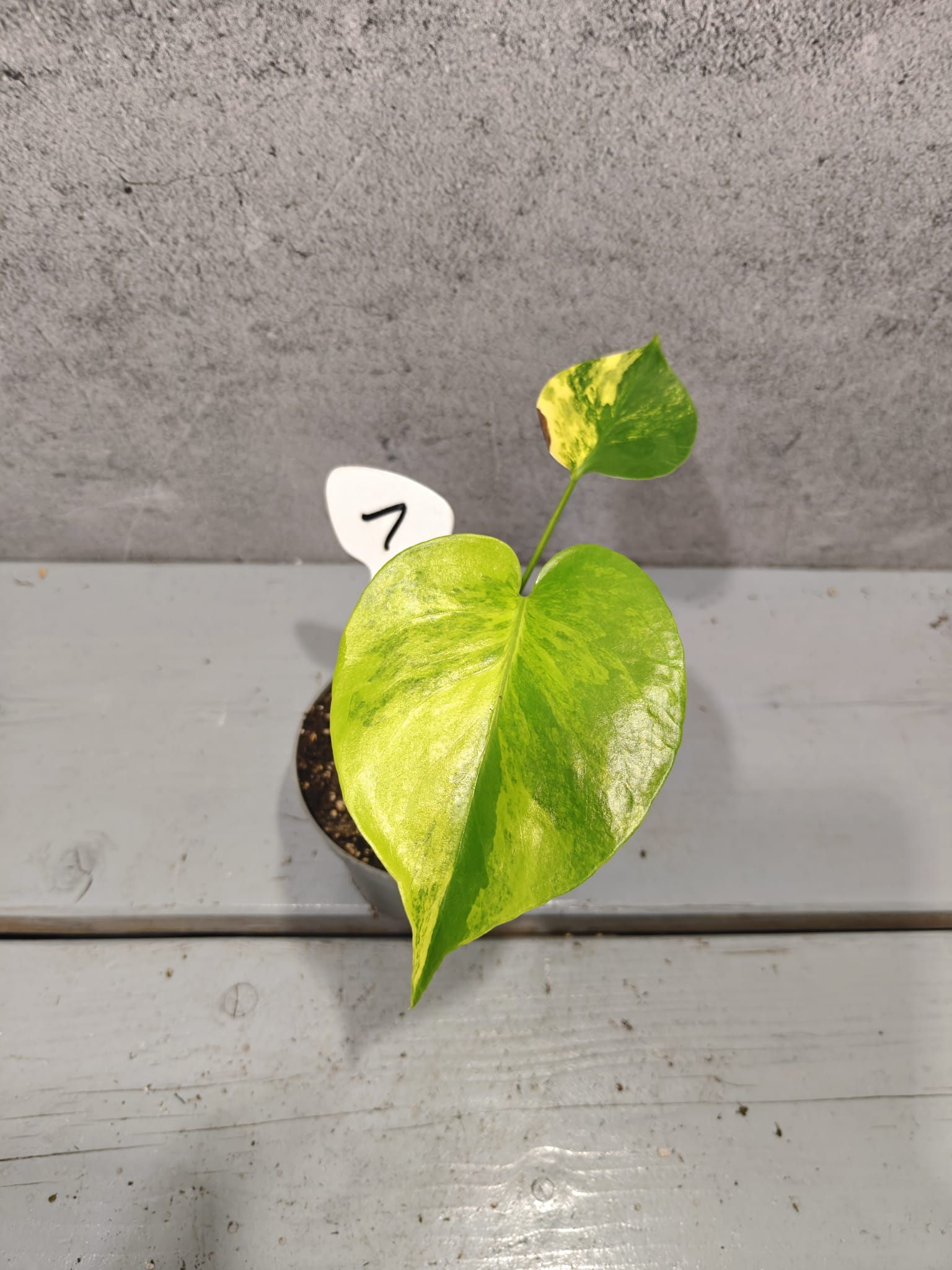 Monstera Yellow Marilyn Variegata Monstera Yellow Marilyn Variegata