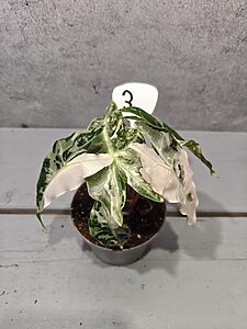 Alocasia Polly Pink 'Snowflake'