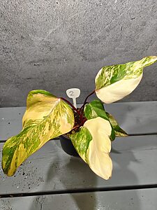 Philodendron Strawberry Shake