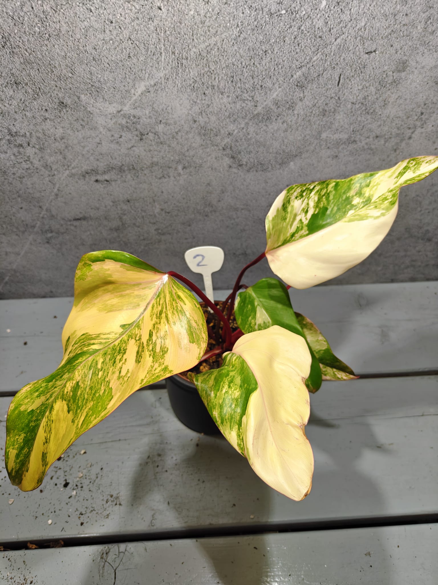 Philodendron Strawberry Shake