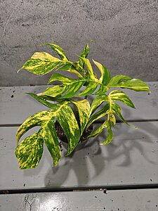 Epipremnum Pinnatum Aurea Sunburst