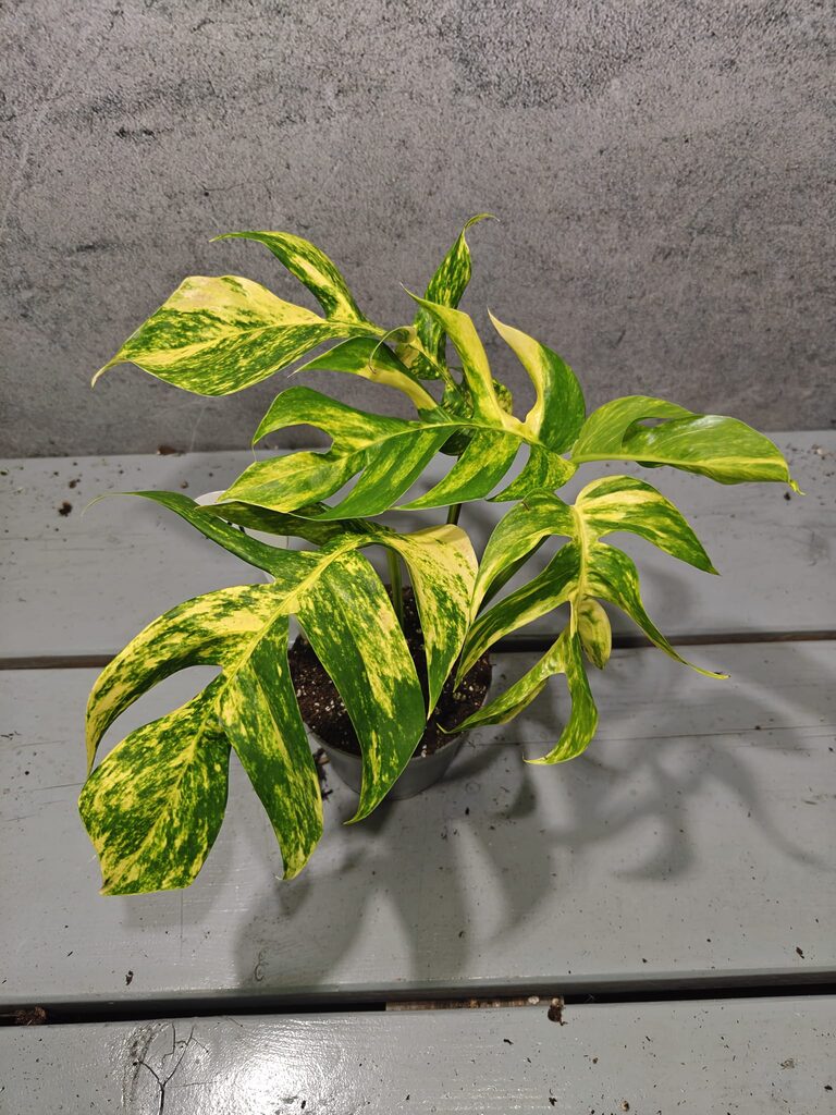 Epipremnum Pinnatum Aurea Sunburst