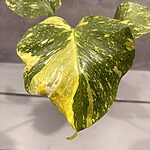 Monstera Electrolight Tricolor/Miracle Monstera Electrolight Tricolor/Miracle