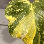 Monstera Electrolight Tricolor/Miracle Monstera Electrolight Tricolor/Miracle