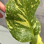 Monstera Electrolight Tricolor/Miracle Monstera Electrolight Tricolor/Miracle