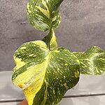 Monstera Electrolight Tricolor/Miracle Monstera Electrolight Tricolor/Miracle