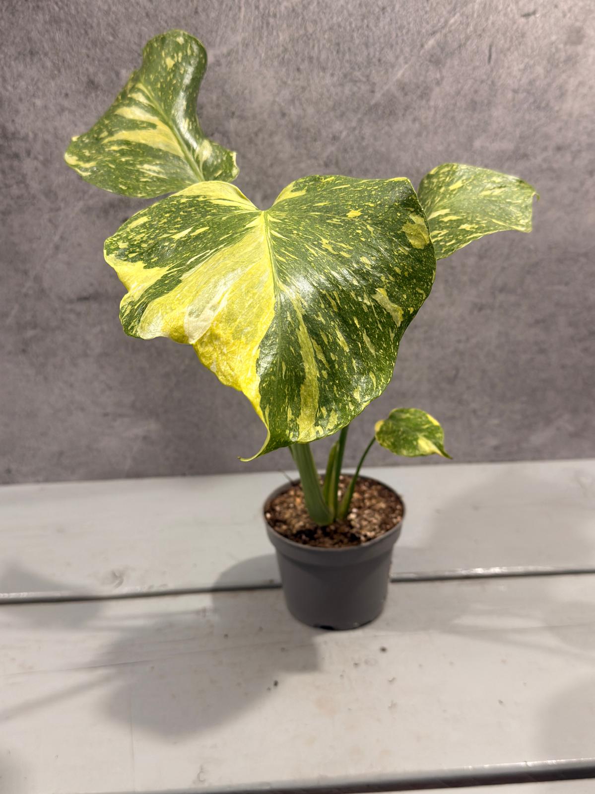 Monstera Electrolight Tricolor/Miracle