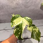 Monstera Electrolight Mutation Albo Monstera Electrolight Mutation Albo