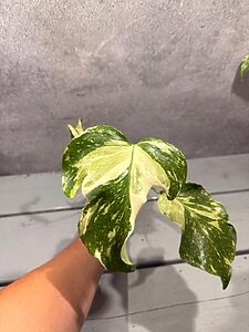 Monstera Electrolight Mutation Albo