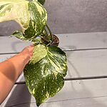 Monstera Electrolight Mutation Albo Monstera Electrolight Mutation Albo