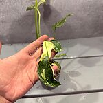 Monstera Electrolight Mutation Albo Monstera Electrolight Mutation Albo