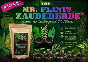 Zaubererde - Stecklinge/TC  - 6,5L