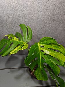 Monstera Deliciosa Aurea